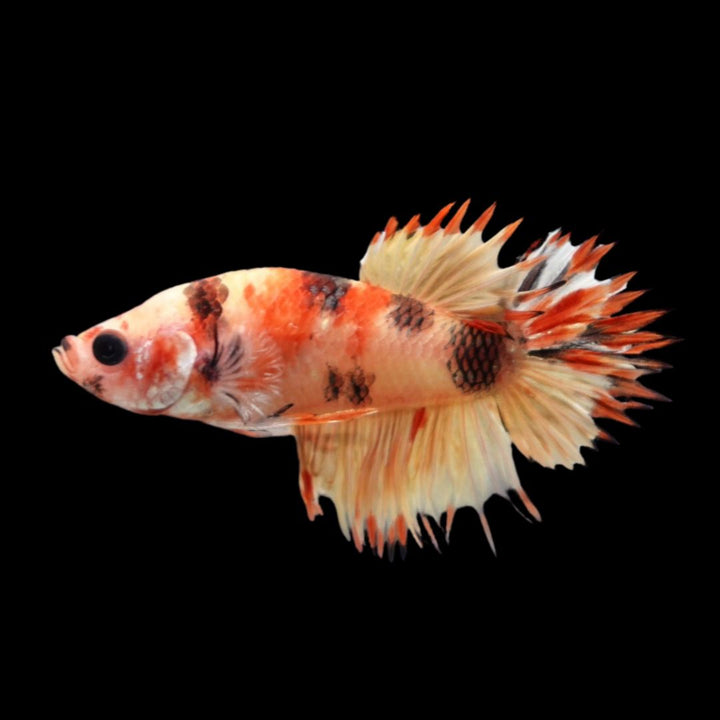 Rare CTPK Koi Betta Fish