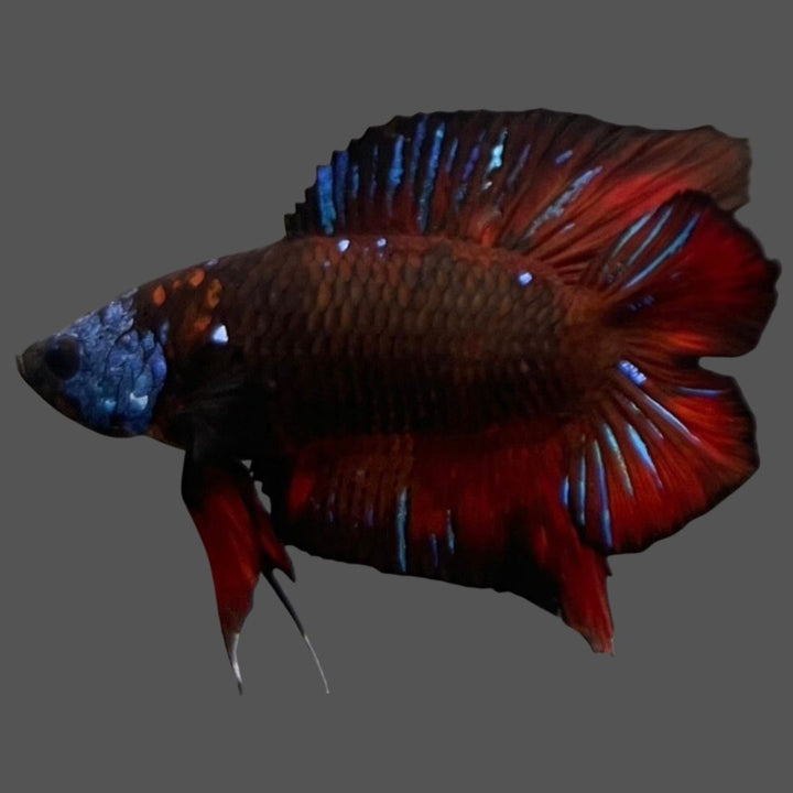 Competition Red Devil Double Tail Betta Fish