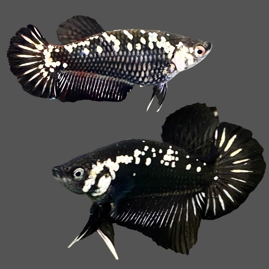 Pair Black Samurai Betta Fish