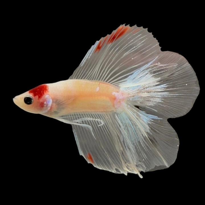 Competition Fullmoon Tanjo Betta Fish