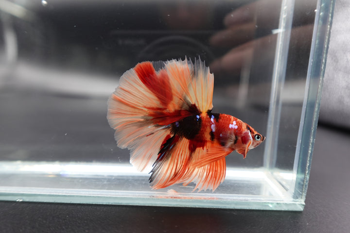 Rare Halfmoon Multicolors Betta Fish