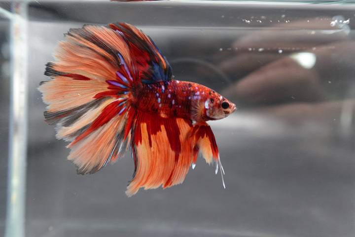 Rare Halfmoon Multicolors Betta Fish