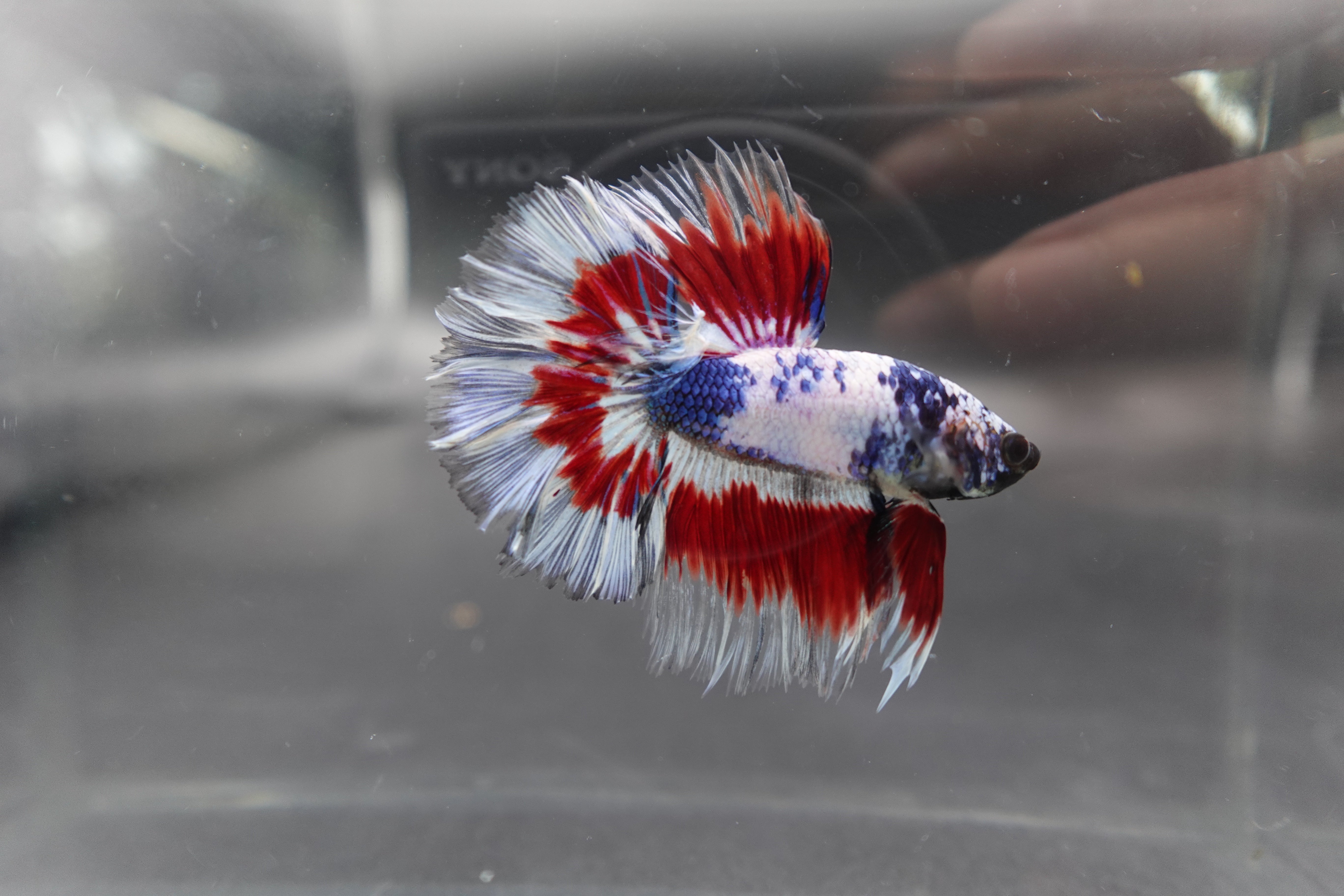 Competition Halfmoon Blue White And Red Betta Fish
