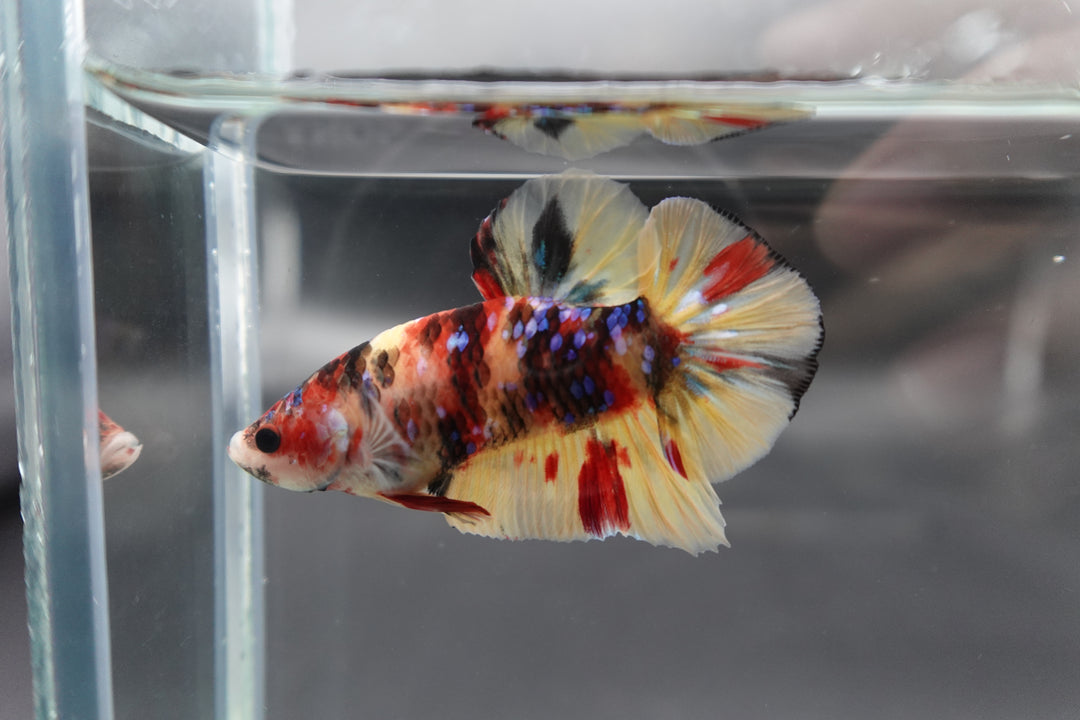 Rare Koi Multicolors Betta Fish