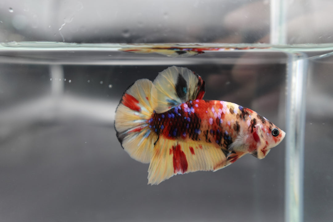 Rare Koi Multicolors Betta Fish