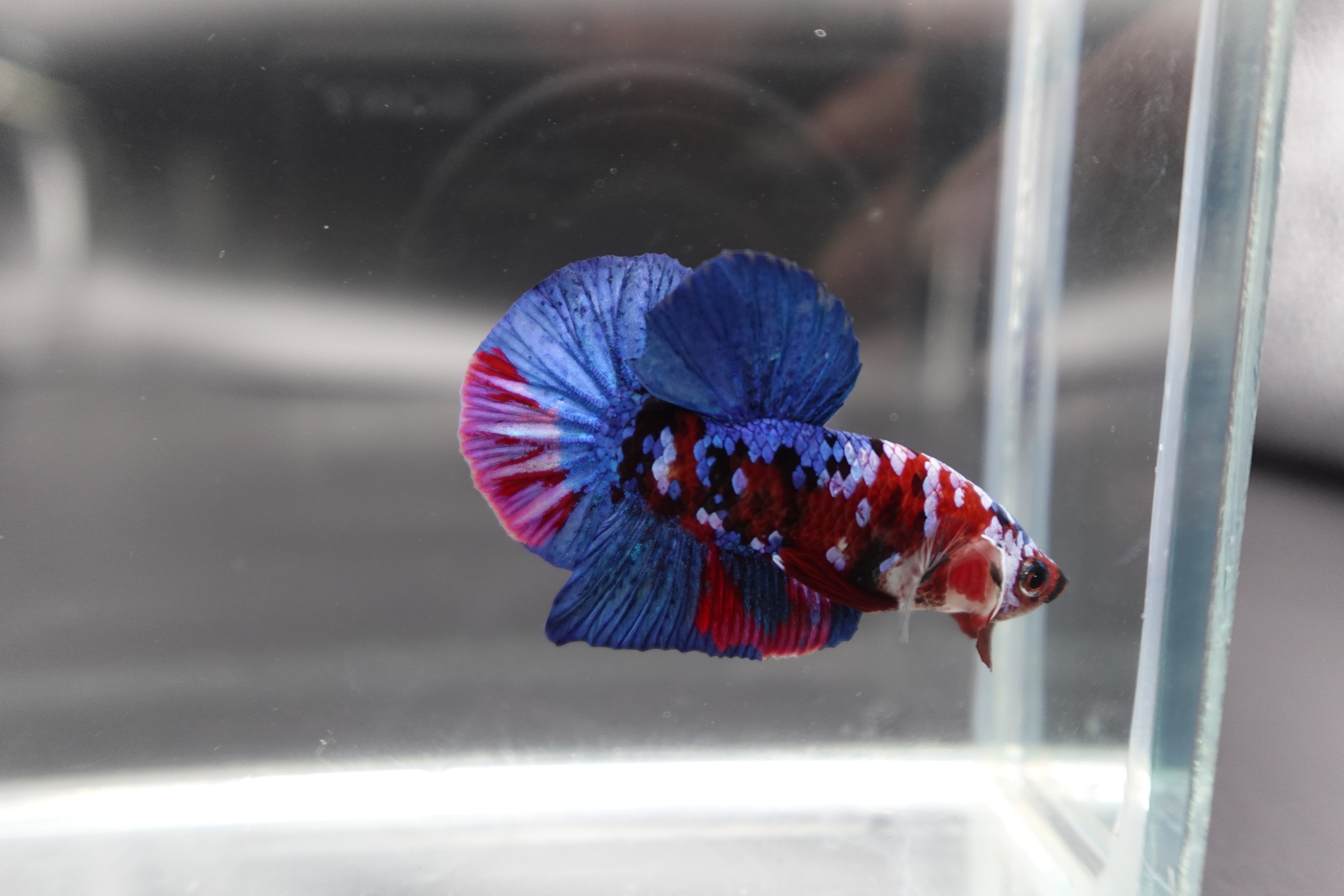 Rare Blue And Red Betta Fish
