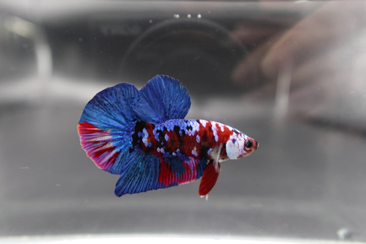 Rare Blue And Red Betta Fish