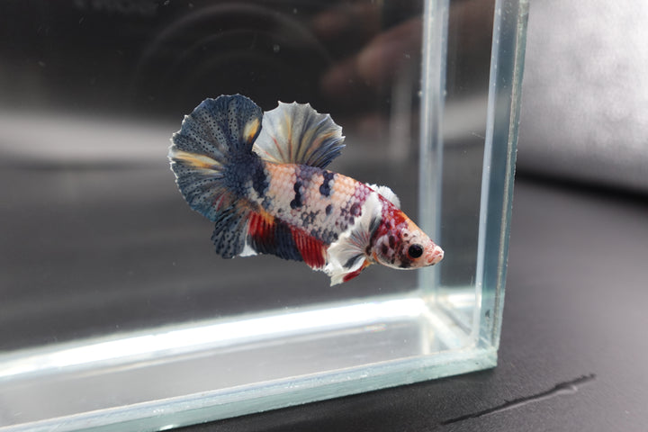 Rare Dumbo Koi Multicolors Betta Fish