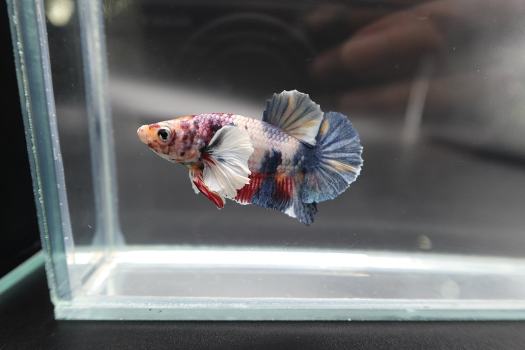 Rare Dumbo Koi Multicolors Betta Fish