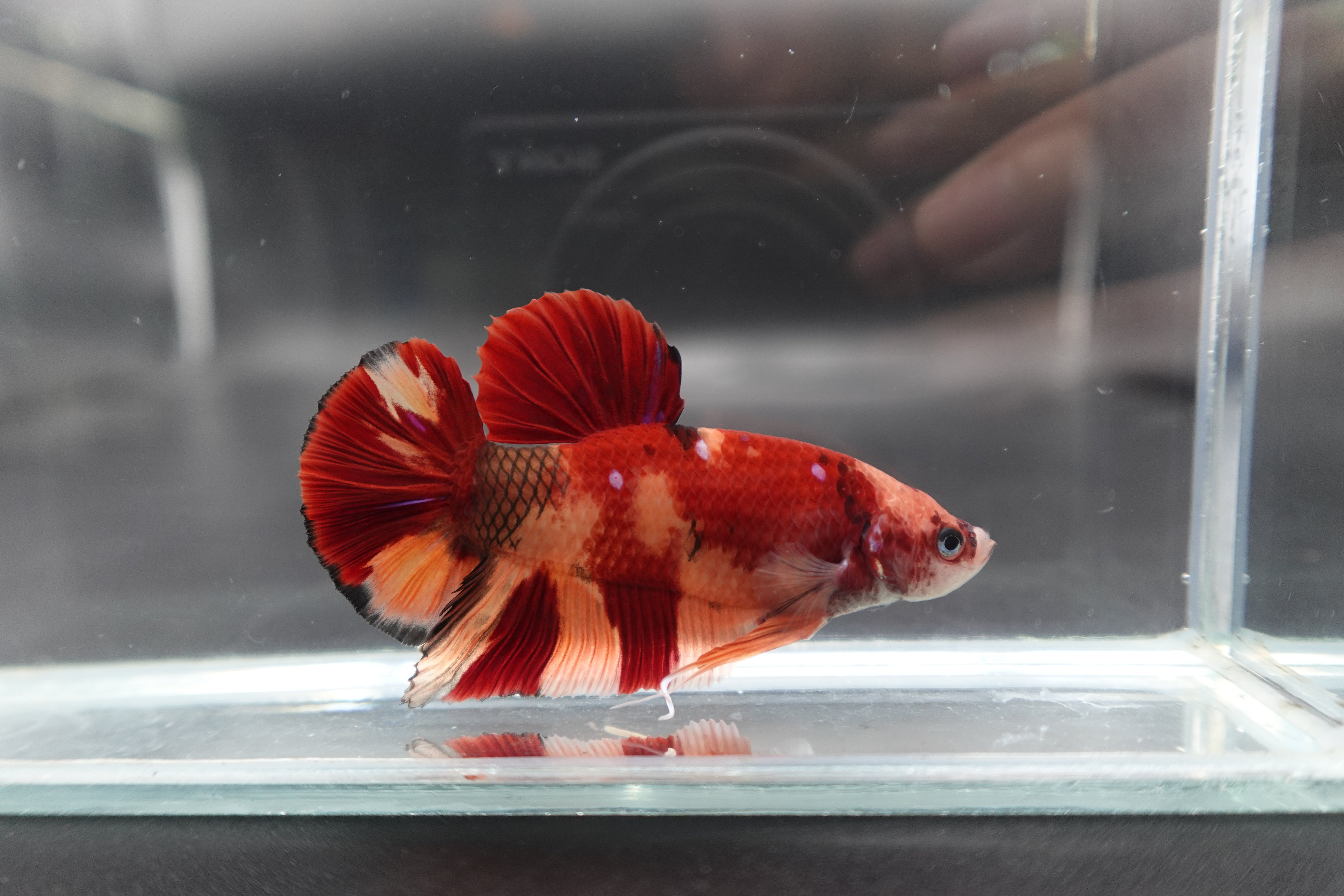 Rare Giant Nemo Betta Fish