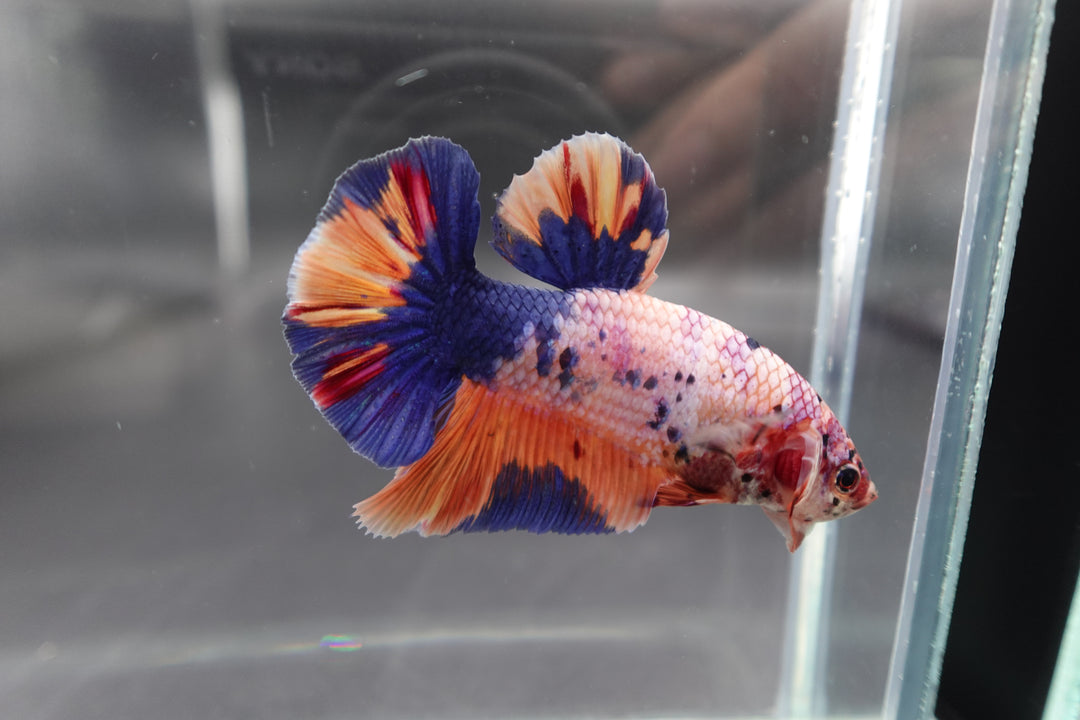 Rare Giant Multicolors Betta Fish