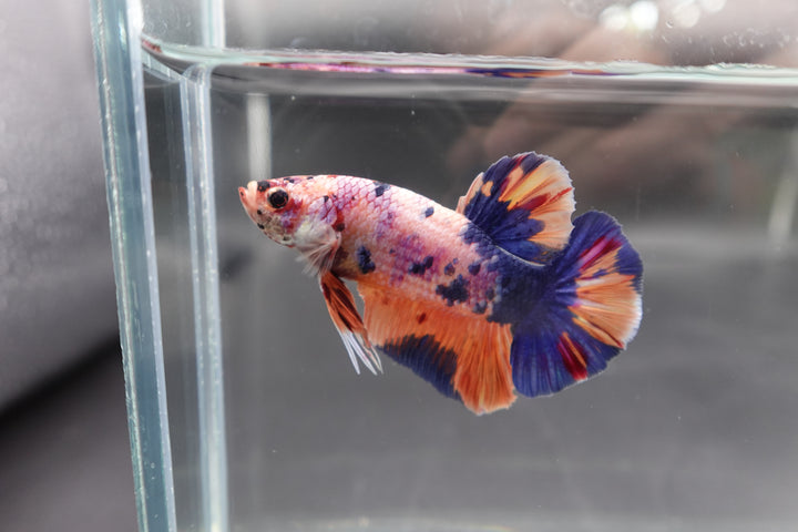 Rare Giant Multicolors Betta Fish