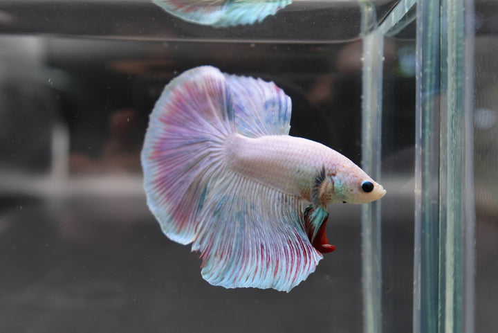 Halfmoon Cotton Candy Betta Fish