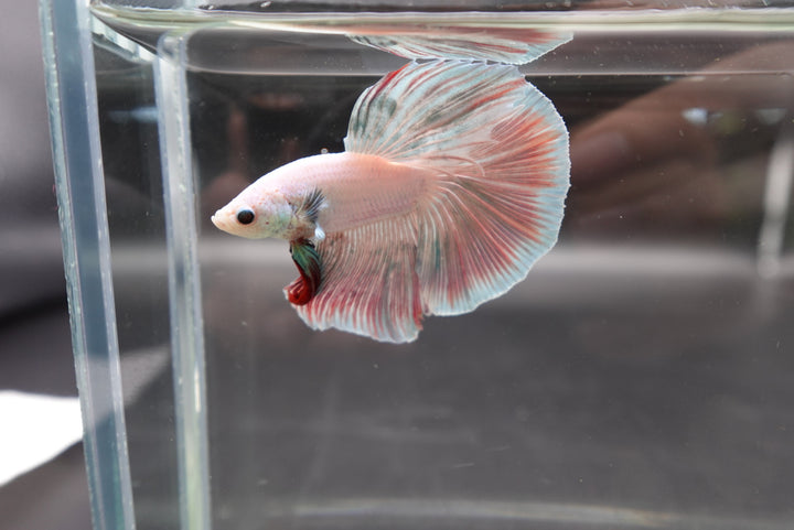 Halfmoon Cotton Candy Betta Fish