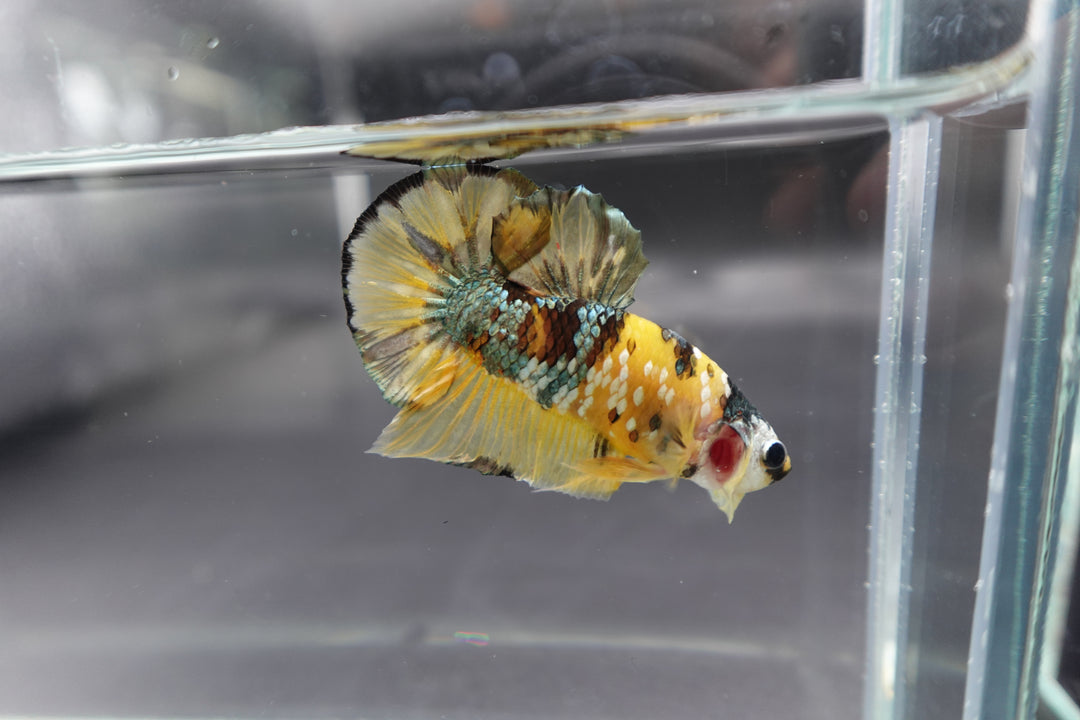 Competition grade - Yellow Copper Betta Fish