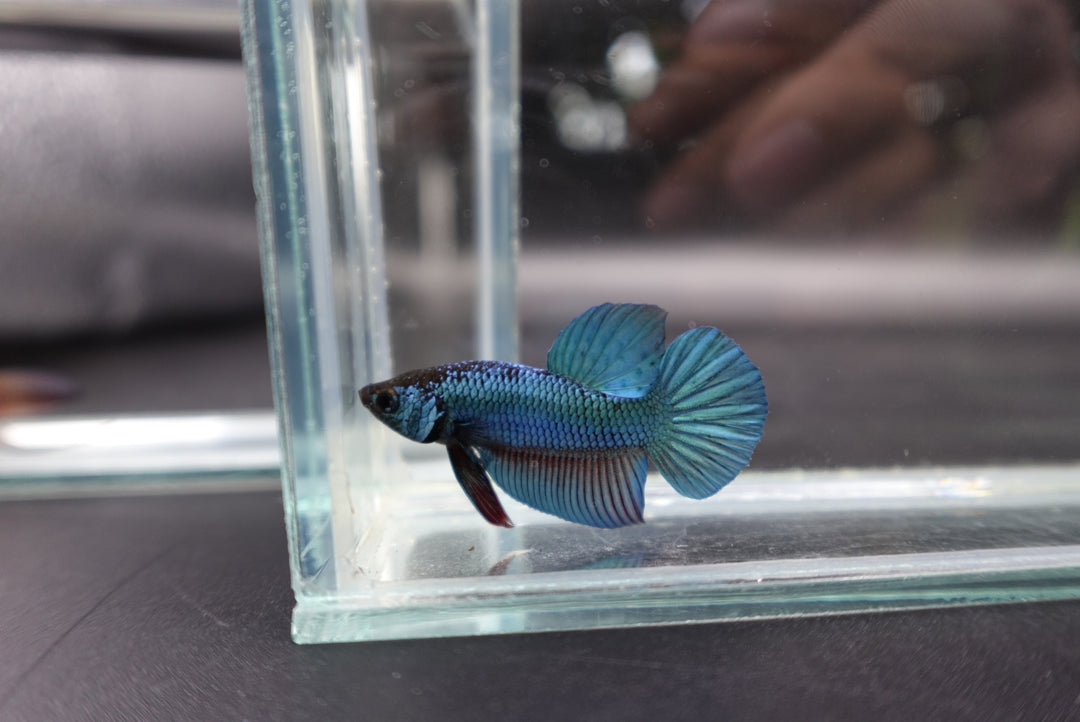 Hybrid Blue Ocean Wild Betta Fish