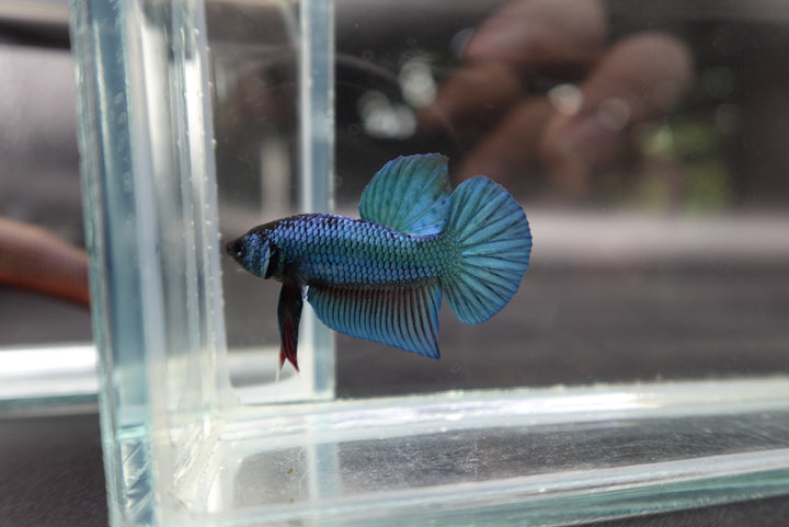 Hybrid Blue Ocean Wild Betta Fish