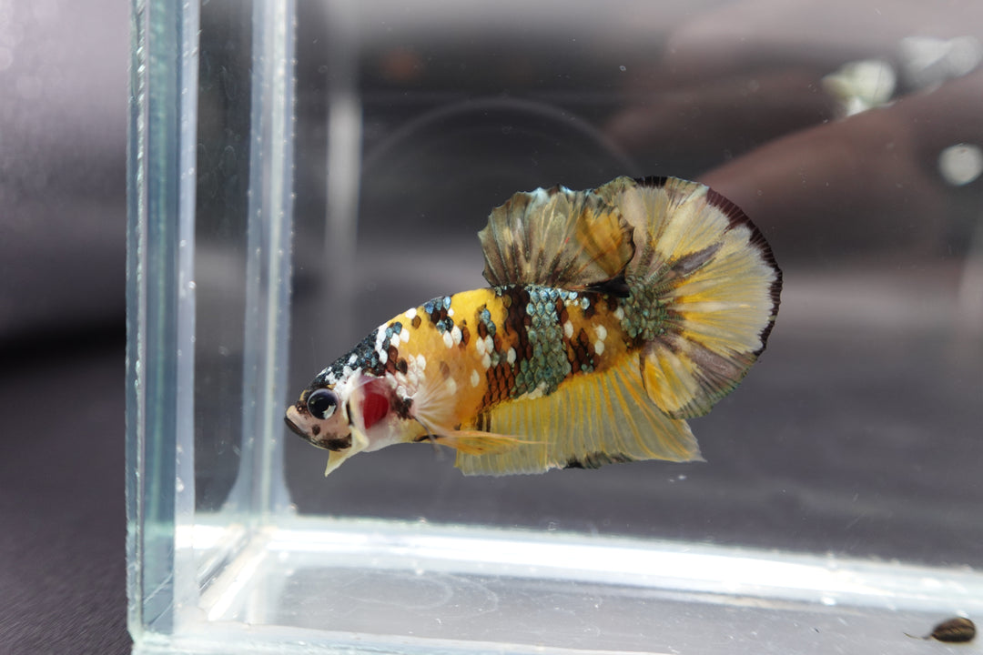 Competition grade - Yellow Copper Betta Fish