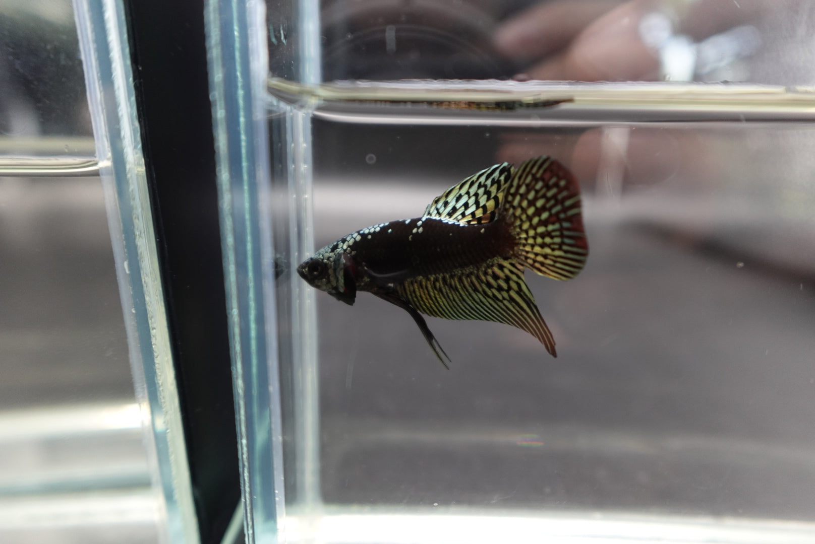 Rare Alien Samurai Copper Betta Fish