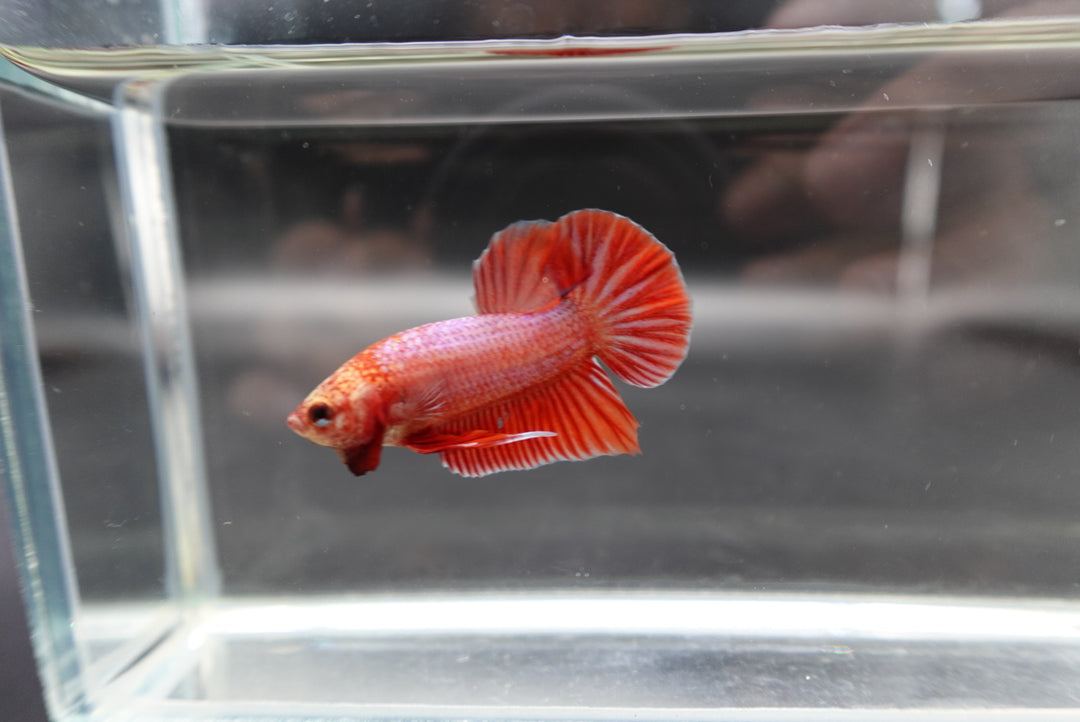 Hybrid Rose Pink Wild Betta Fish