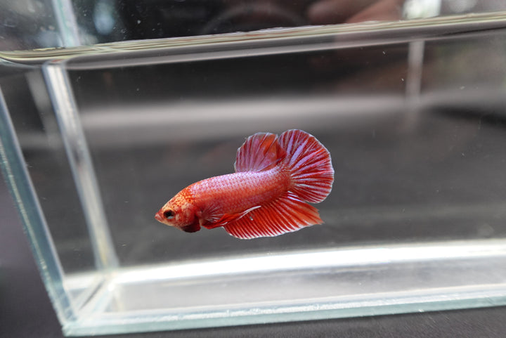 Hybrid Rose Pink Wild Betta Fish