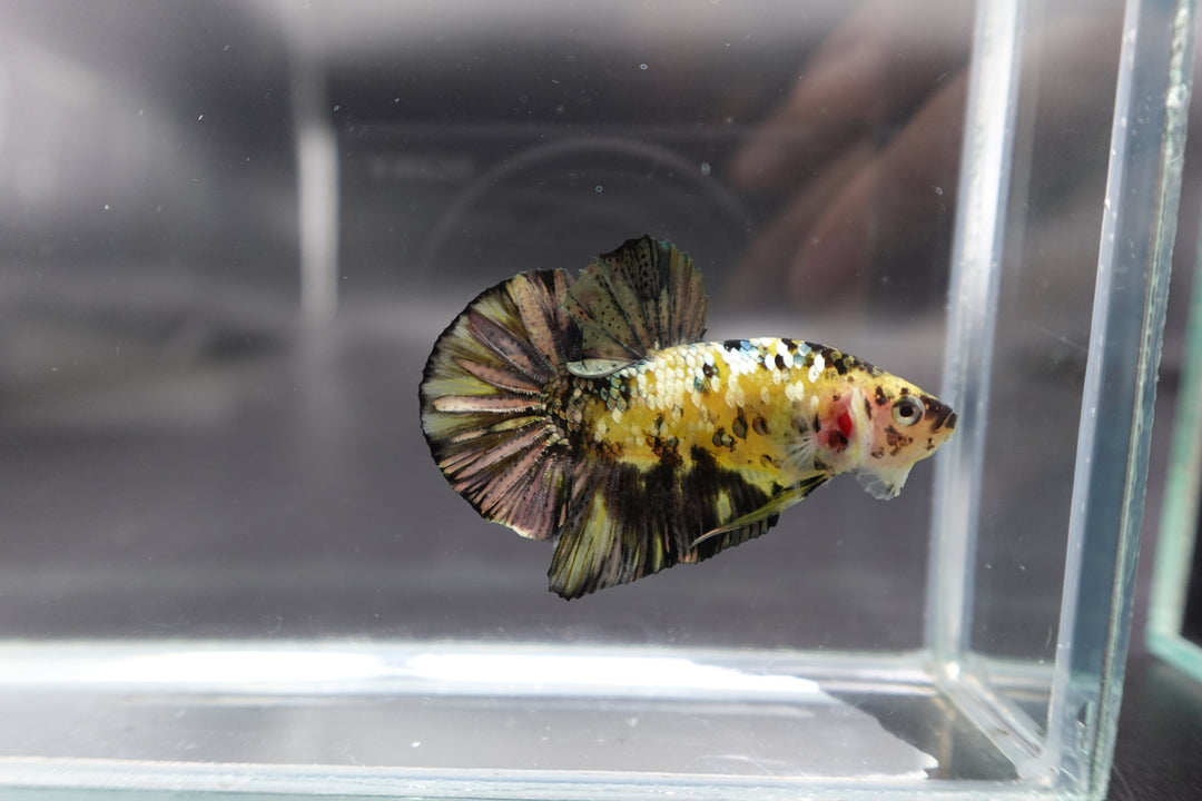 Competition grade - Yellow Copper Tiger Betta Fish