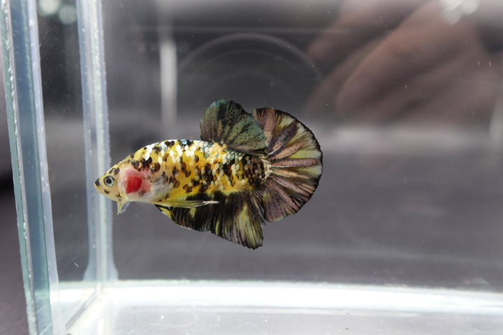 Competition grade - Yellow Copper Tiger Betta Fish