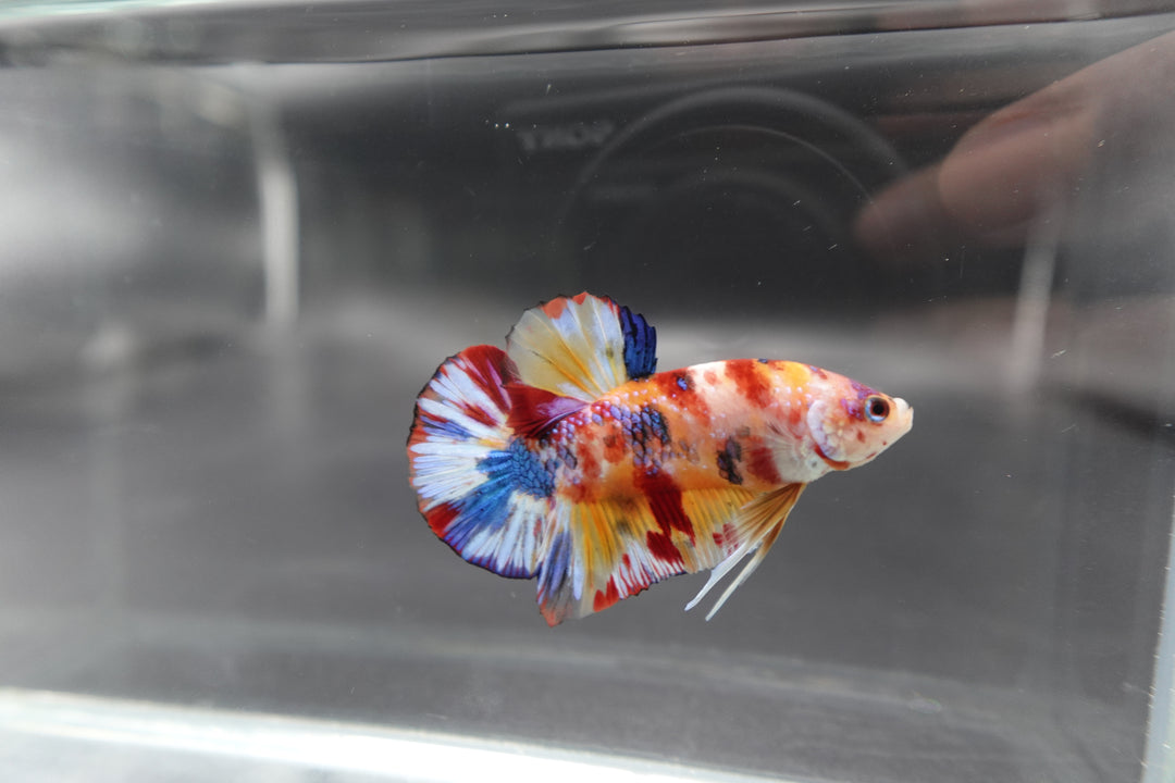 Competition grade - Candy Multicolors Betta Fish