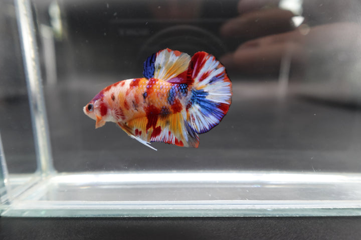 Competition grade - Candy Multicolors Betta Fish