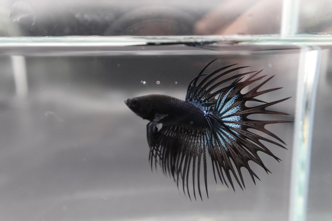 Competition grade - Black Venom Crowntail Betta Fish