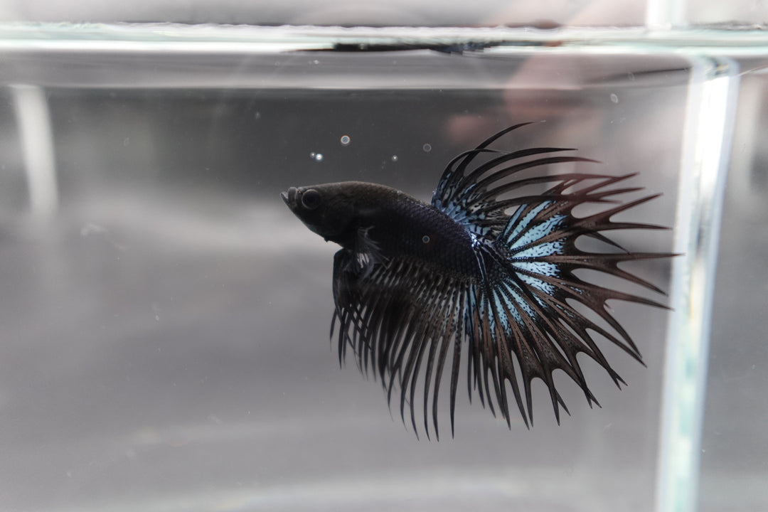 Competition grade - Black Venom Crowntail Betta Fish