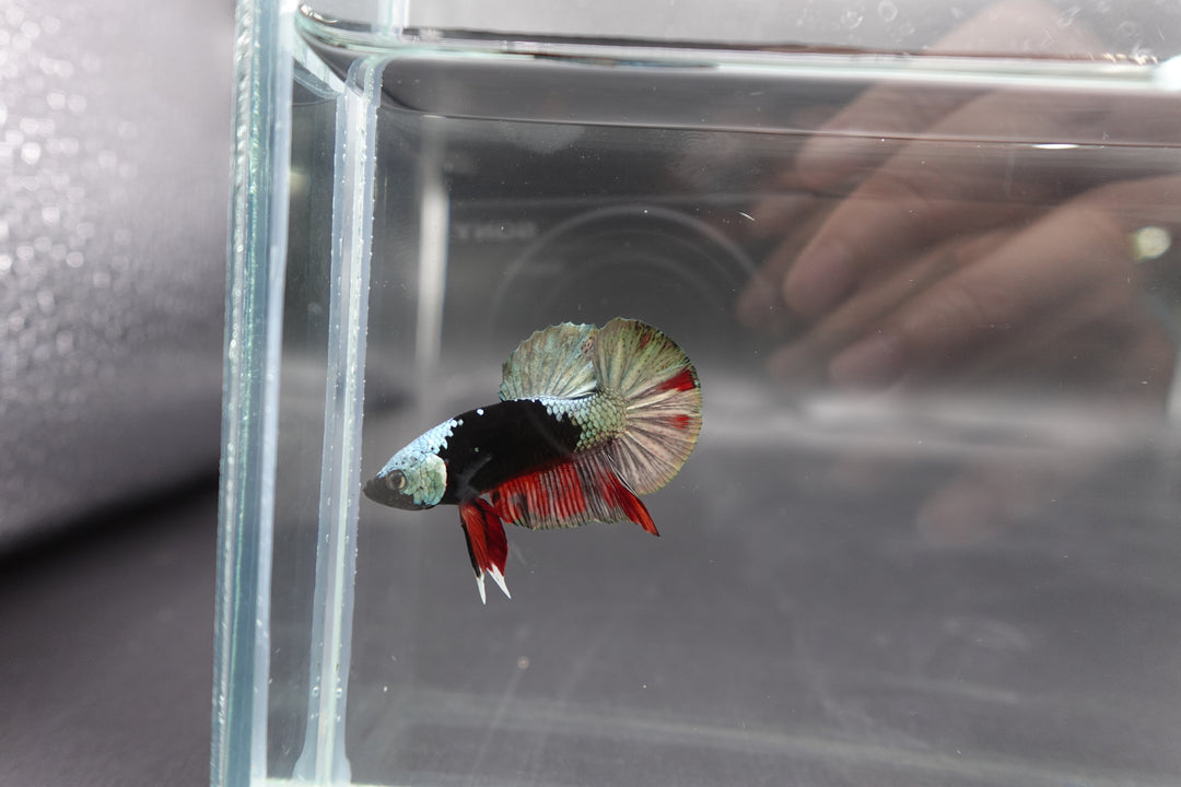 Competition grade - Copper Mask Betta Fish