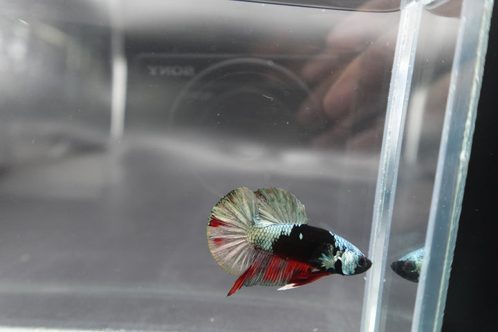 Competition grade - Copper Mask Betta Fish