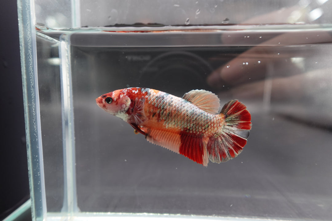 Rare Super Giant Red Copper Betta Fish