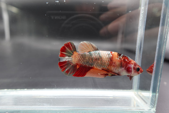 Rare Super Giant Red Copper Betta Fish