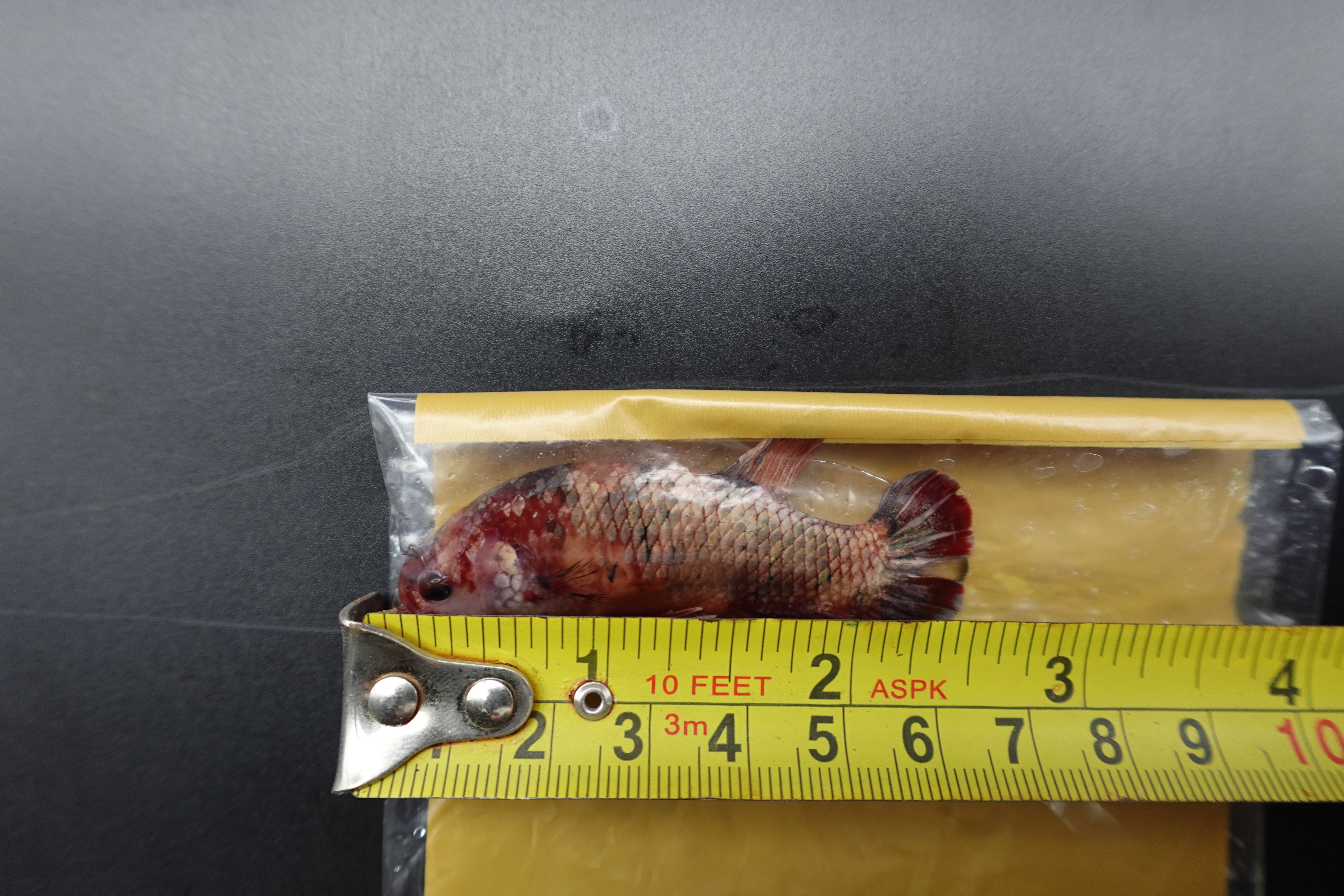 Rare Super Giant Red Copper Betta Fish