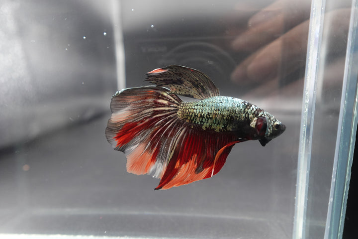 Rare Giant Halfmoon Red Copper Betta Fish