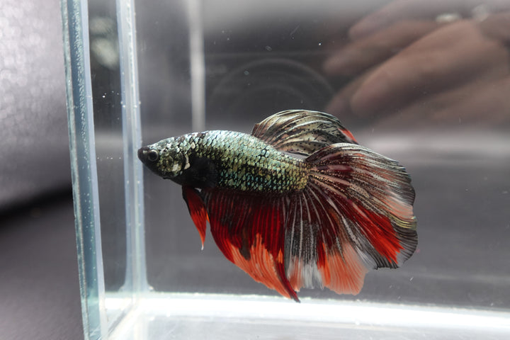 Rare Giant Halfmoon Red Copper Betta Fish