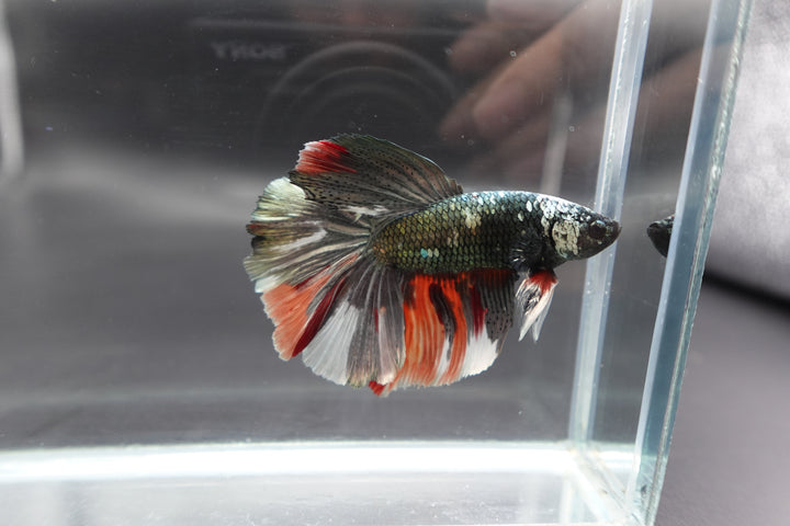 Rare Giant Halfmoon Red Copper Betta Fish