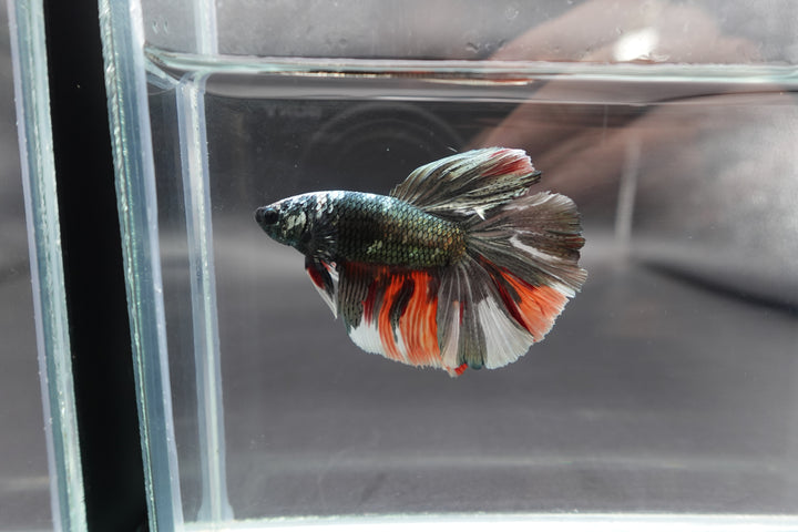 Rare Giant Halfmoon Red Copper Betta Fish