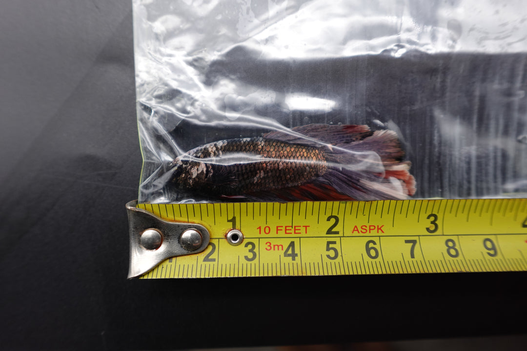 Rare Giant Halfmoon Red Copper Betta Fish