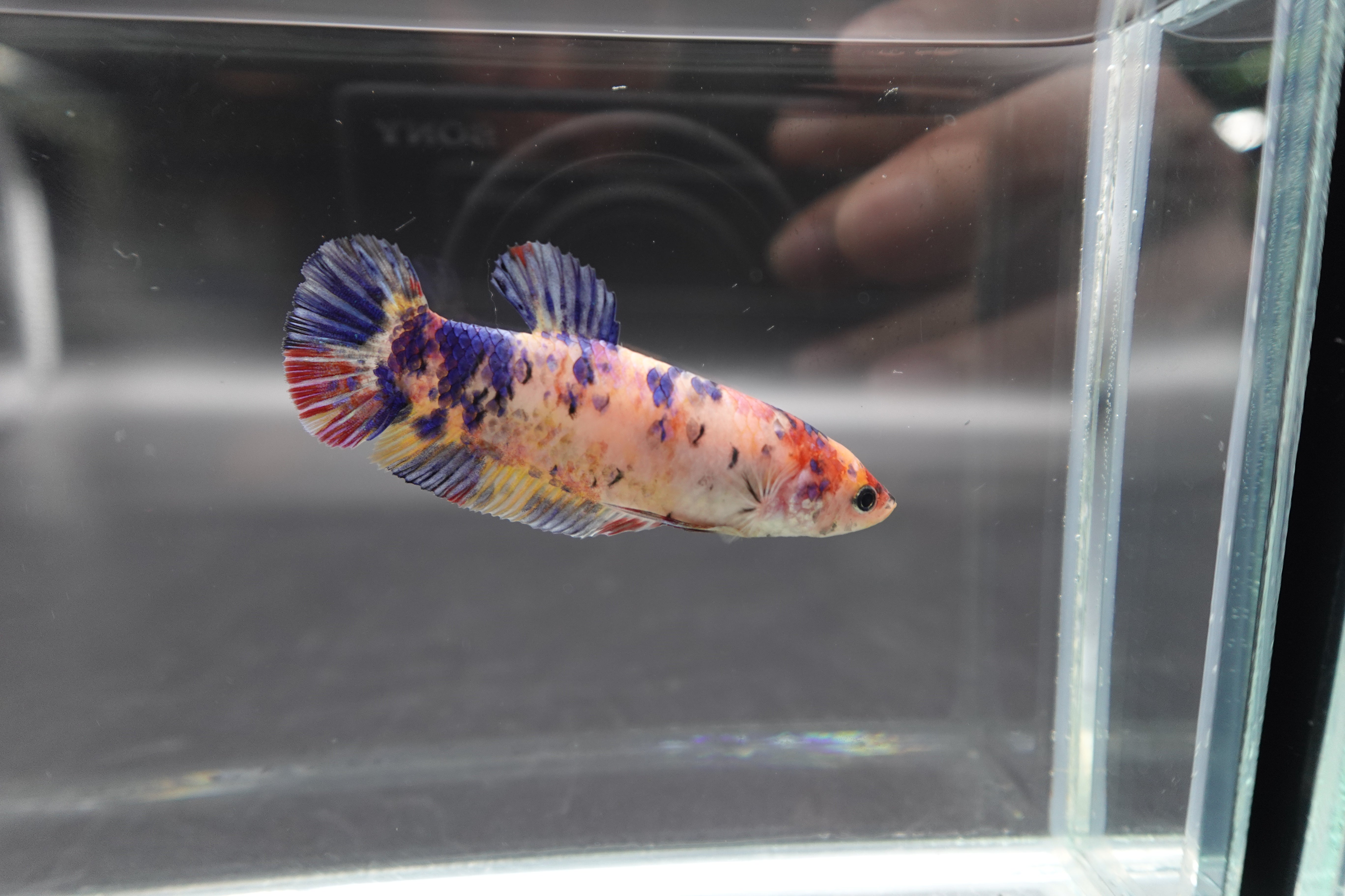 Rare Super Giant Koi Multicolors Betta Fish