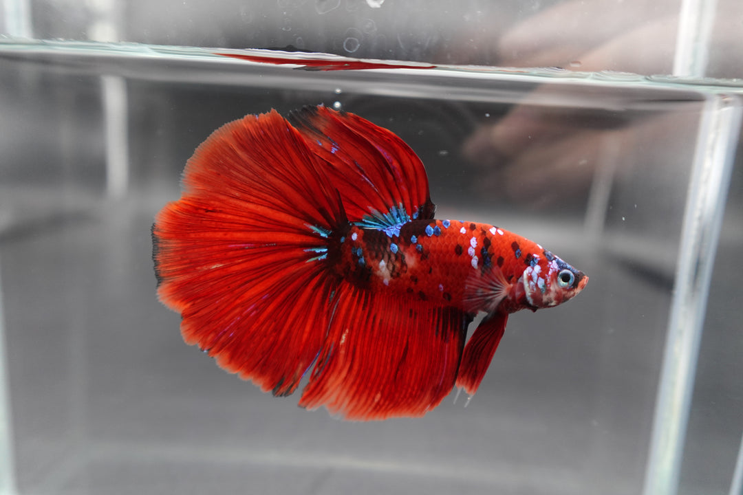 Competition Grade - Giant Halfmoon Red Devil Betta Fish