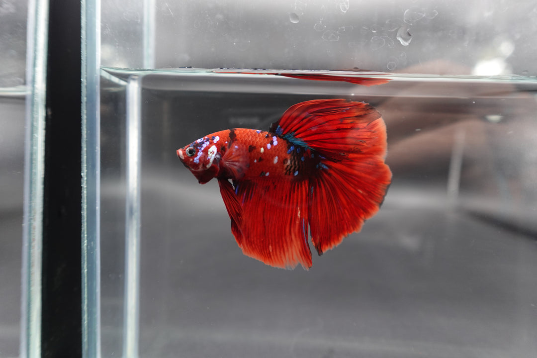 Competition Grade - Giant Halfmoon Red Devil Betta Fish