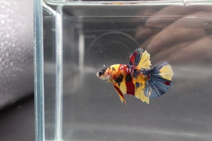 Rare Multicolors Betta Fish