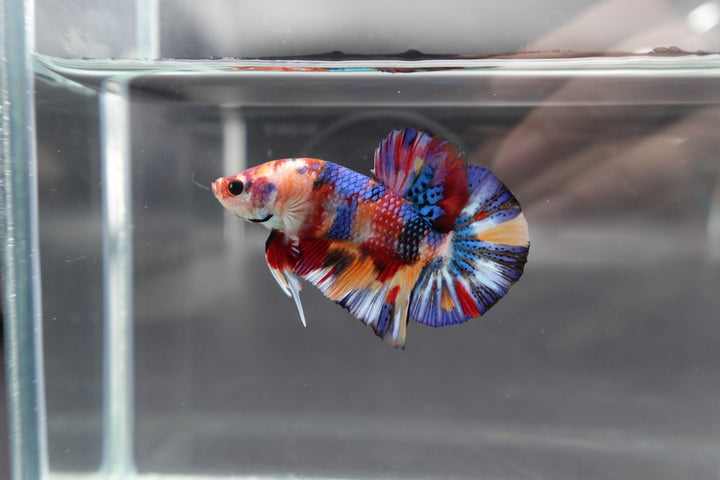 Competition grade - Candy Multicolors Betta Fish