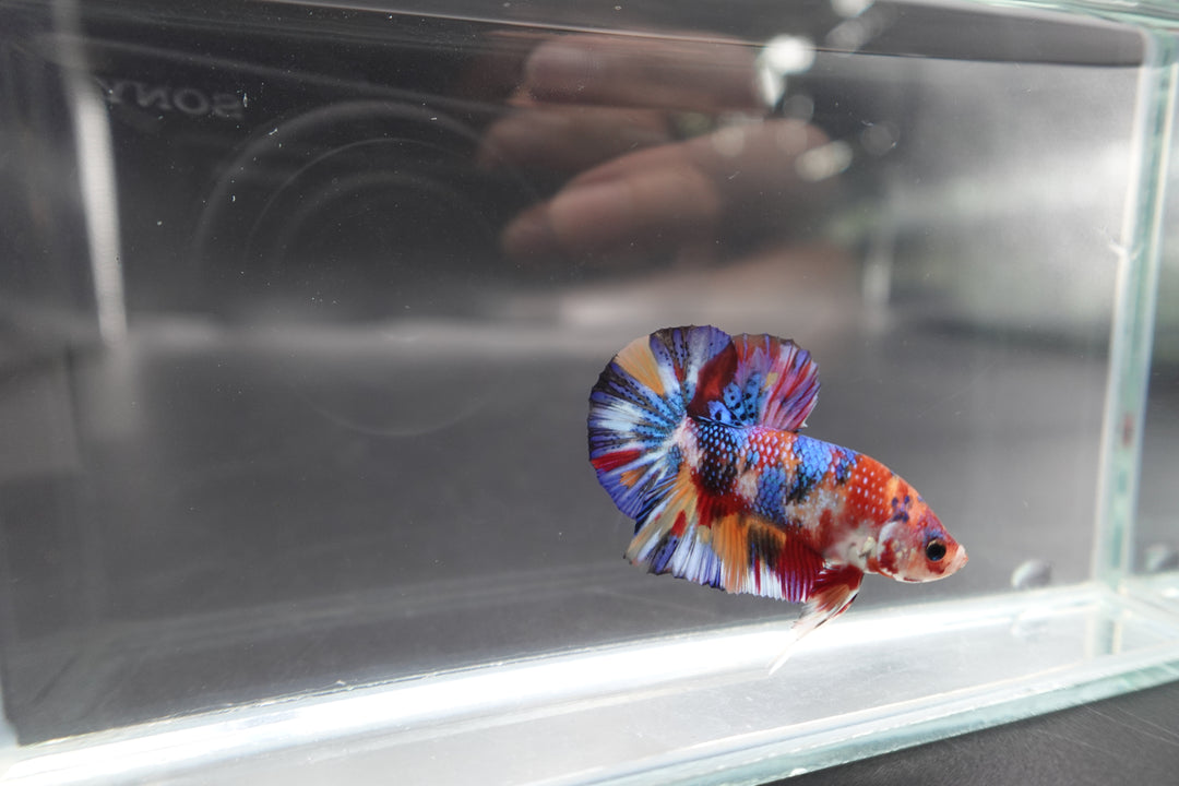 Competition grade - Candy Multicolors Betta Fish