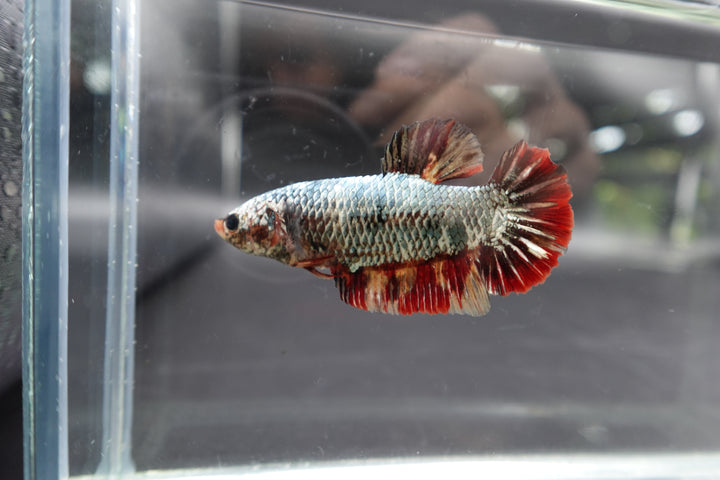 Rare Super Giant Copper Red Tail Betta Fish