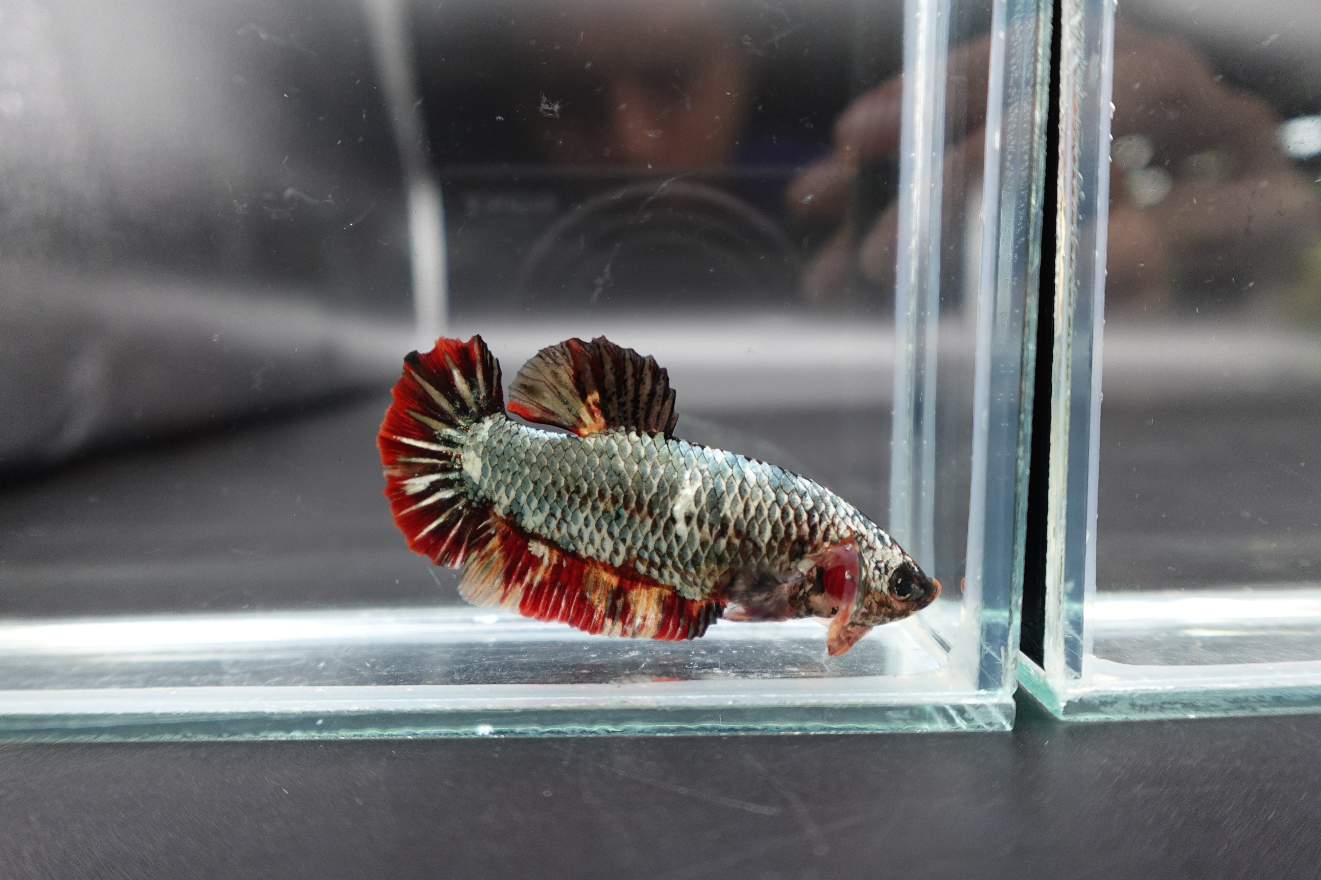 Rare Super Giant Copper Red Tail Betta Fish