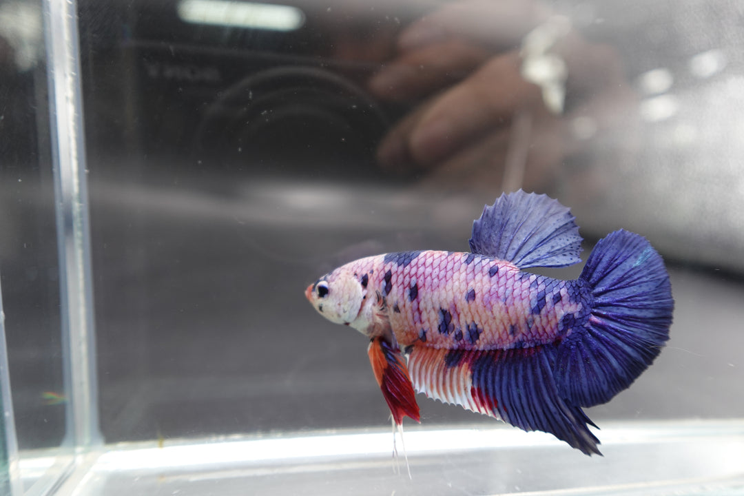 Rare Giant Multicolors Betta Fish